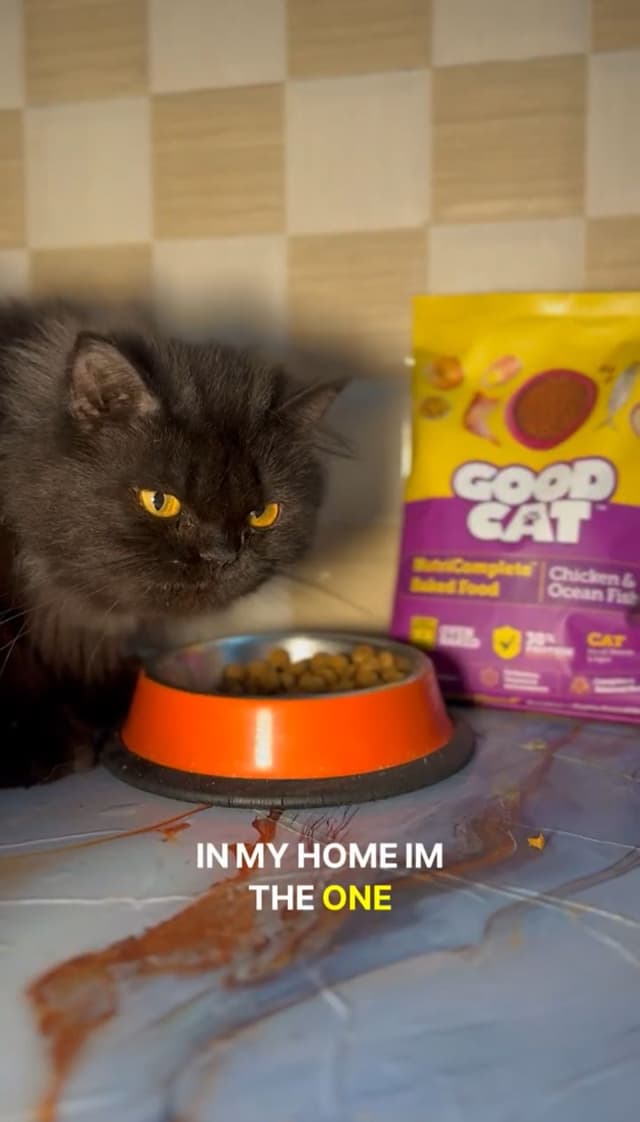 Good Cat India